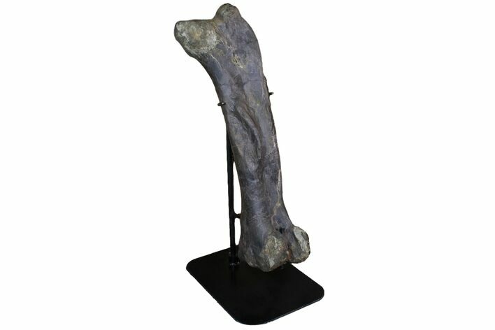 Lambeosaur (Hypacrosaurus) Femur - Two Medicine Formation #92985